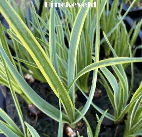 Camassia leichtlinii 'Sacajawea'