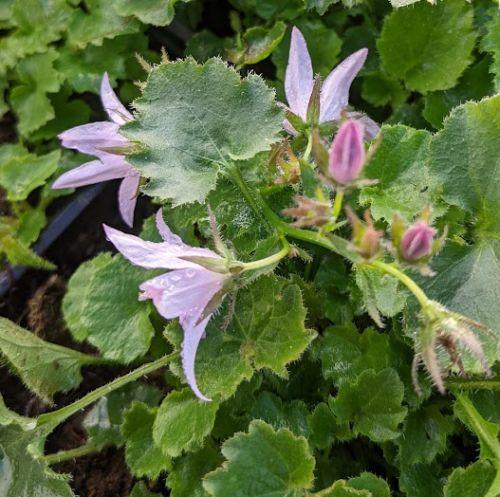 Campanula pos. 'Lisduggan Variety'