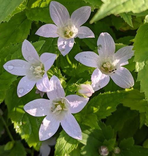 Campanula lac. 'Loddon Anna'