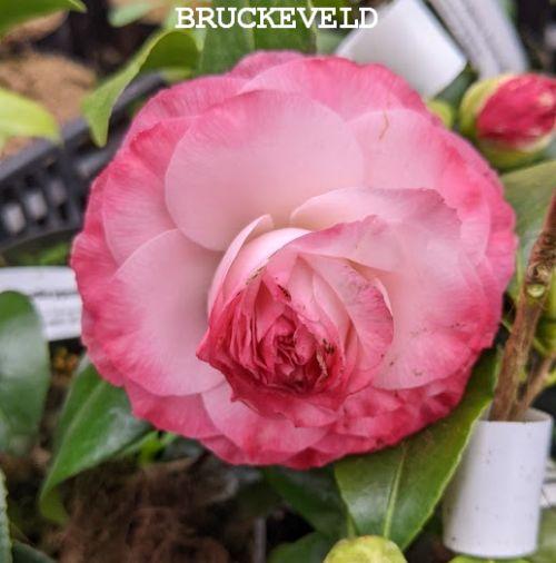 Camellia japonica 'Nuccio's Pearl'
