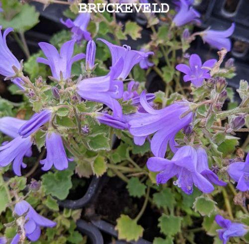 Campanula portenslagiana