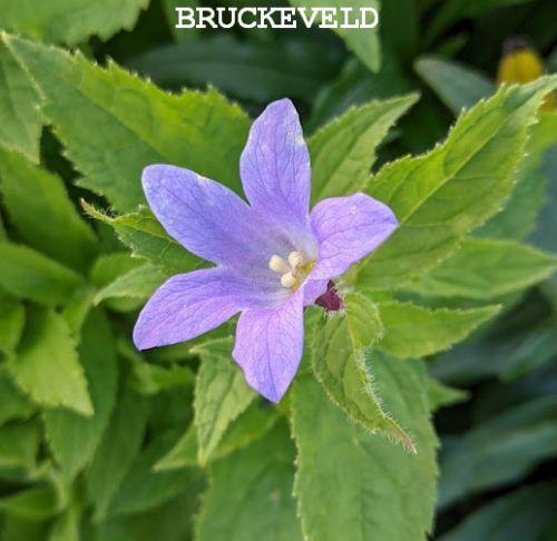 Campanula lactiflora 'Prichard's Variety'