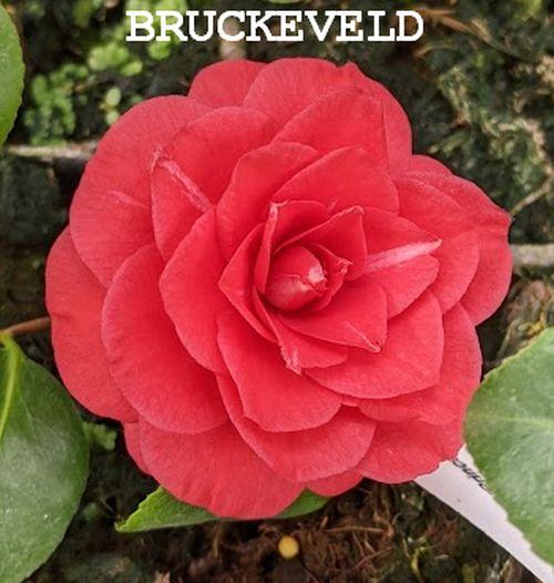 Camellia japonica 'Princess Baciocchi'