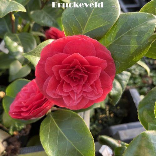Camellia japonica 'Princess Baciocchi'