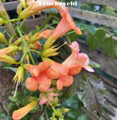 Campsis radicans 'Indian Summer'