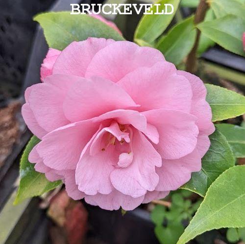 Camellia 'Spring Festival'