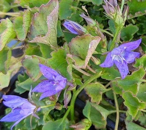 Campanula pos. 'Stella'