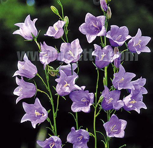 Campanula pers. 'Telham Beauty'