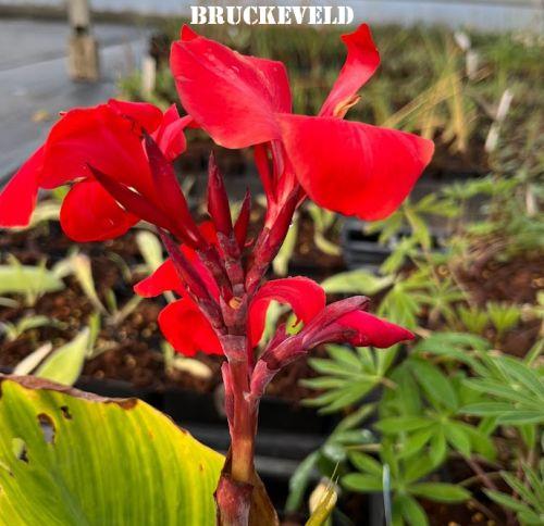 Canna 'Happy Carmen'