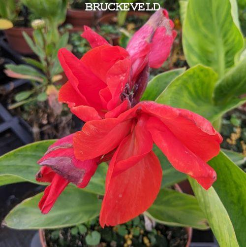 Canna 'Happy Carmen'