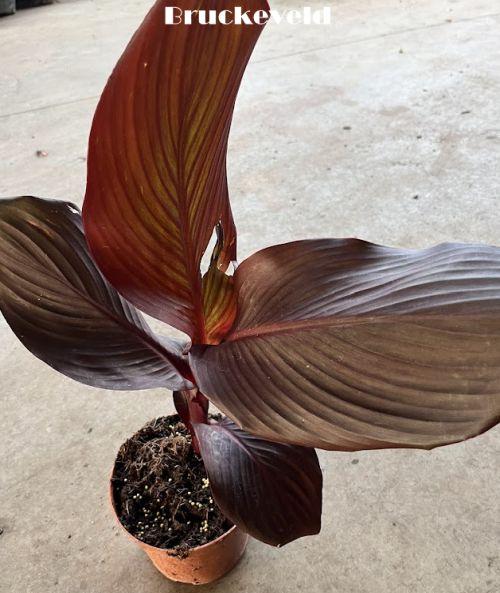Canna 'RedVelvet'