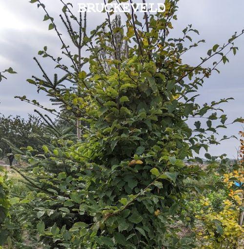 Carpinus betulus veer