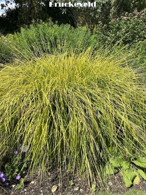 Carex elata 'Aurea' (Bowles Golden)