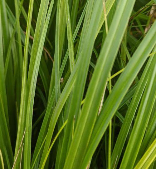 Carex oshimensis 'Evergreen'