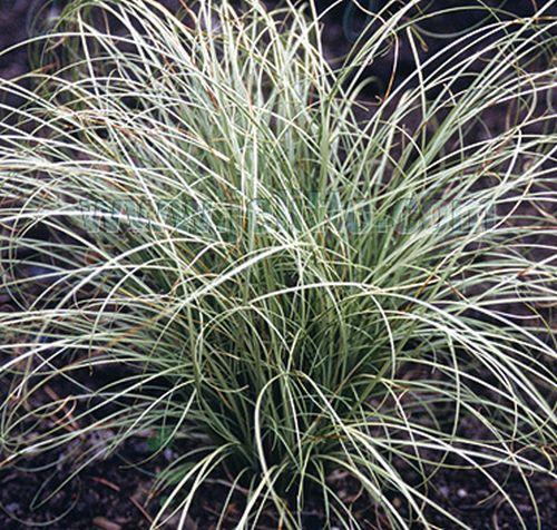 Carex comans 'Frosted Curls'