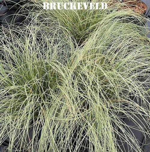 Carex comans 'Frosted Curls'