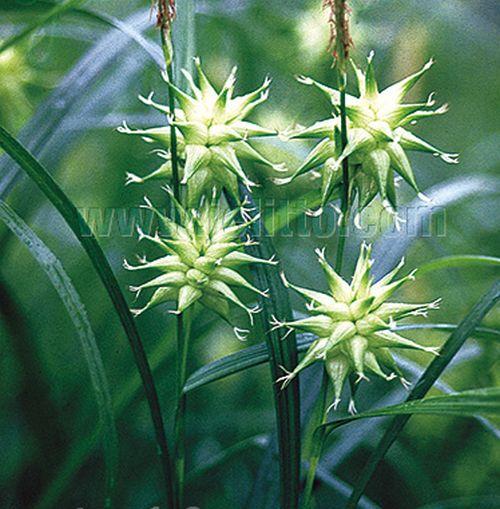 Carex grayi