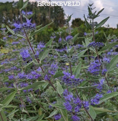 Caryopteris x cland. 'Heavenly Blue'
