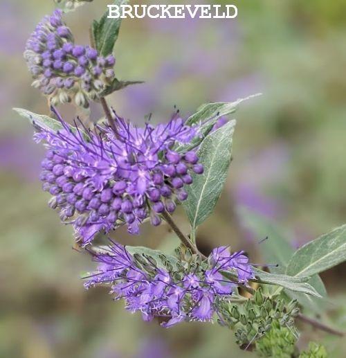 Caryopteris x cland. 'Heavenly Blue'