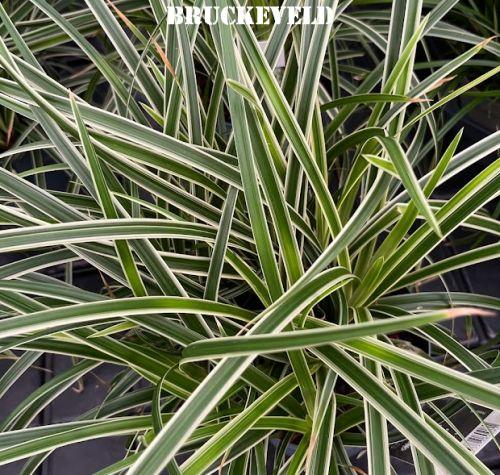Carex morrowii 'Ice Dance'