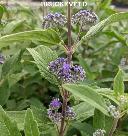 Caryopteris x cland. 'Grand Bleu® ('= 'Inoveri's' PBR)