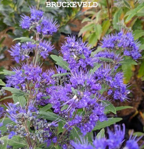 Caryopteris x cland. 'Grand Bleu® ('= 'Inoveri's' PBR)