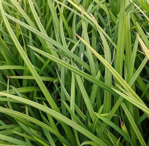 Carex morrowii 'Irish Green'