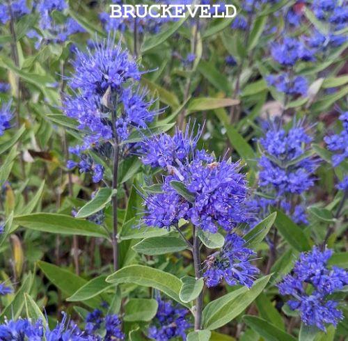 Caryopteris x cland. 'Kew Blue'