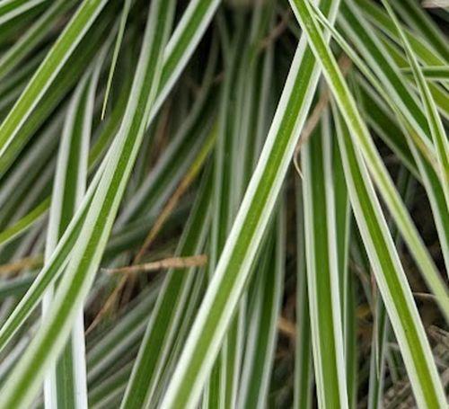 Carex oshimensis Everest®  (= 'Fiwhite'  PBR )