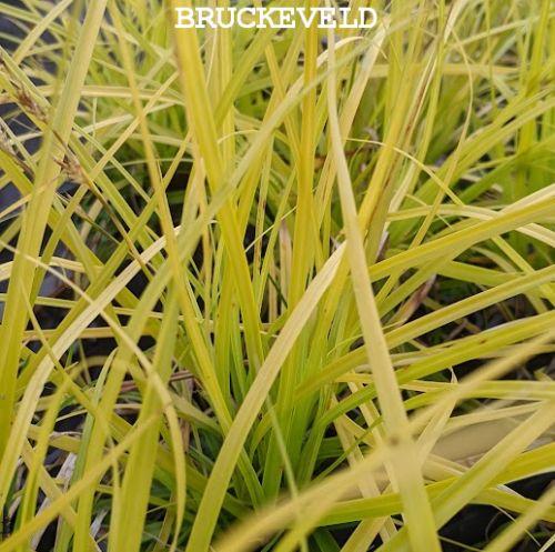 Carex oshimensis 'Everillo' ®