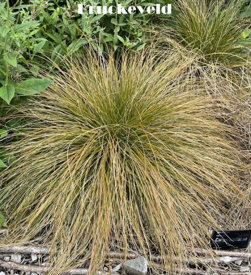 Carex testacea 'Prairie Fire'