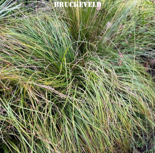 Carex caryophyllea 'The Beatles'