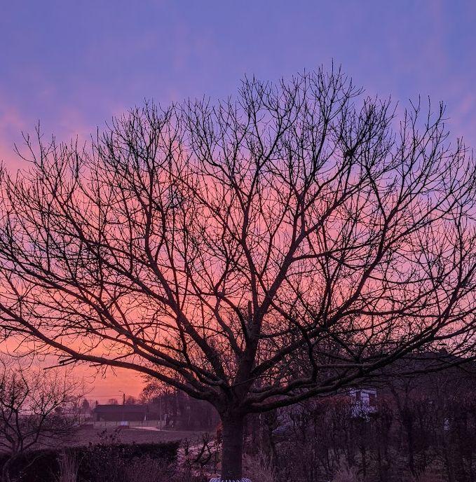 Castanea sativa KASTANJE