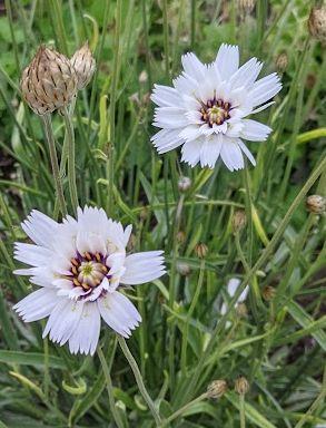 Catananche caerulea 'Alba'