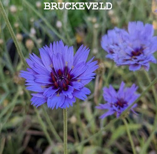 Catananche caerulea