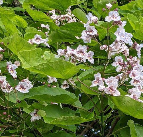 Catalpa bignonioides 'Nana' hoogstam