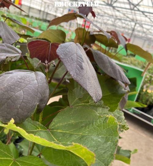 Catalpa eru. 'Purpurea'