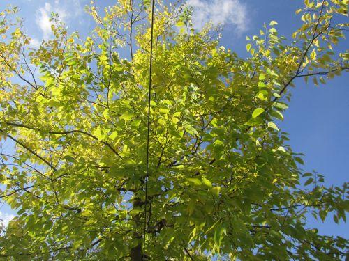 Celtis occidentalis
