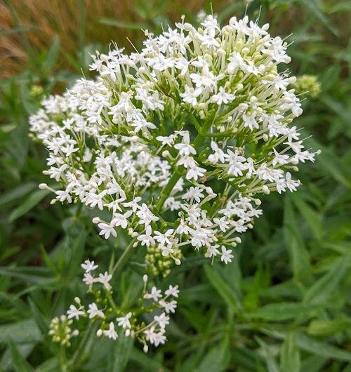 Centranthus ruber 'Albus'