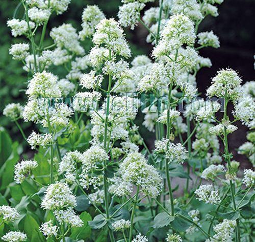 Centranthus ruber 'Albus'