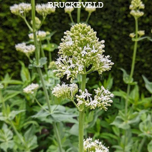 Centranthus ruber 'Albus'