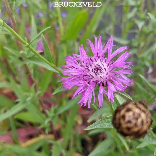 Centaurea jacea