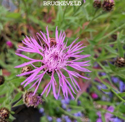 Centaurea jacea