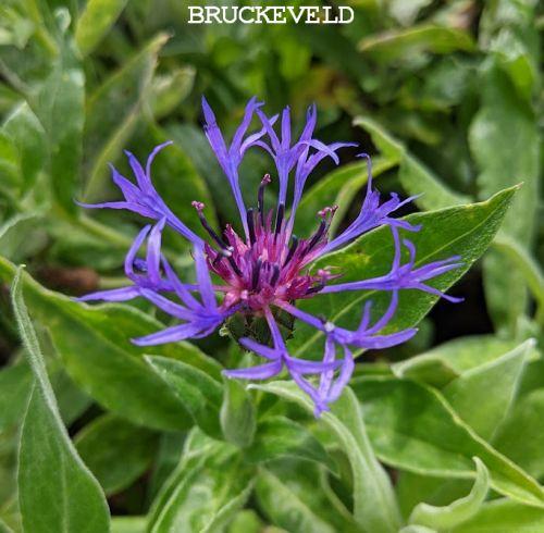Centaurea montana