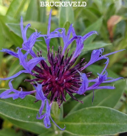 Centaurea montana
