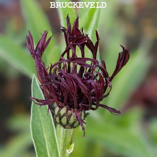 Centaurea montana 'Jordy'