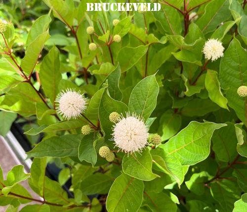 Cephalantus occidentalis