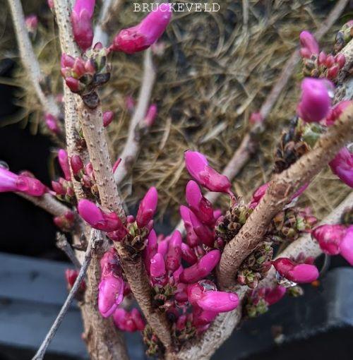 Cercis chinensis 'Avondale'
