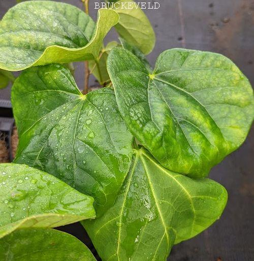 Cercis chinensis 'Avondale'