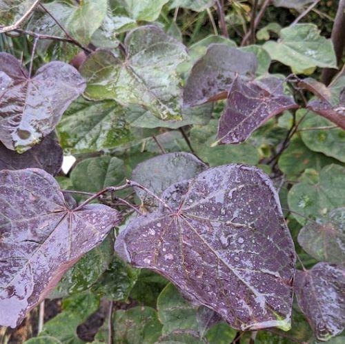 Cercis can.' Forest Pancy'